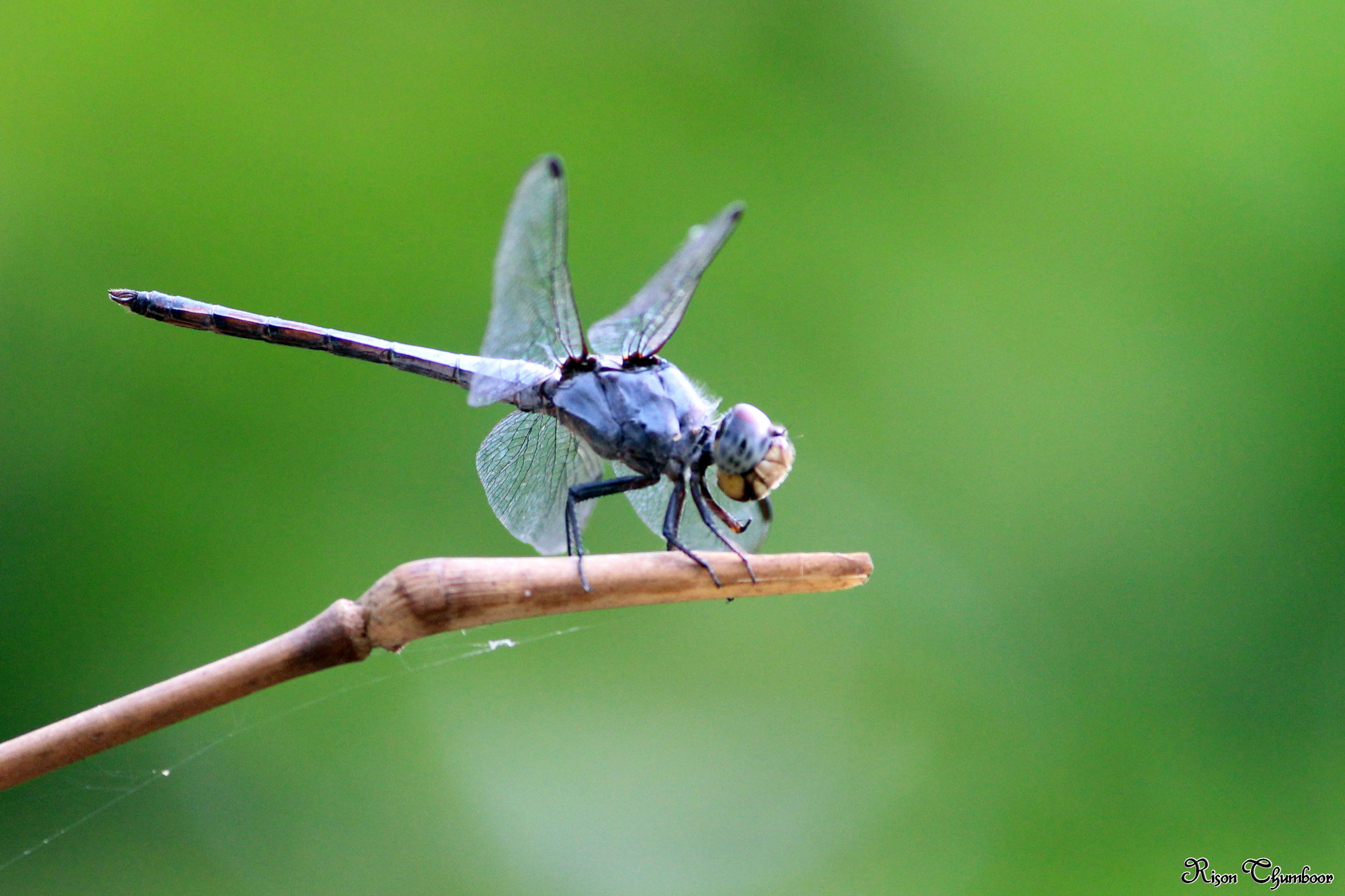 Image of Blue Chaser