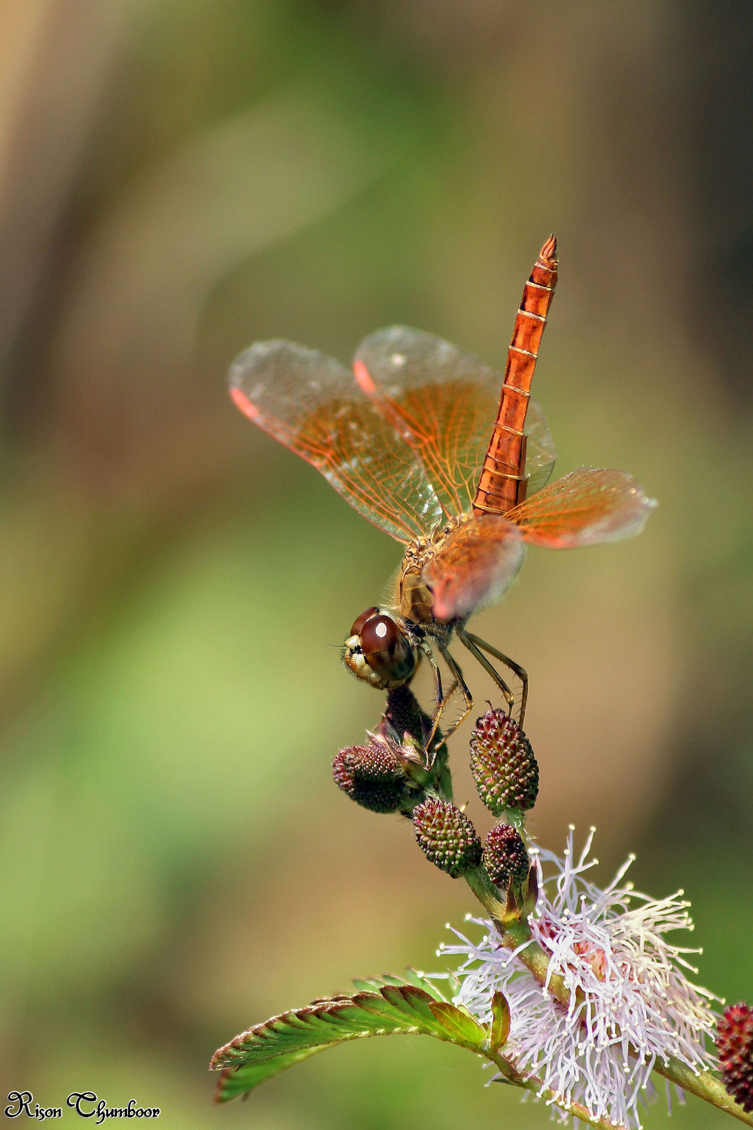 Image of Ditch Jewel