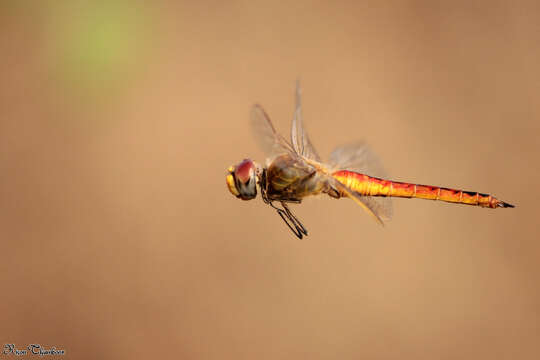 Image of Rainpool Gliders