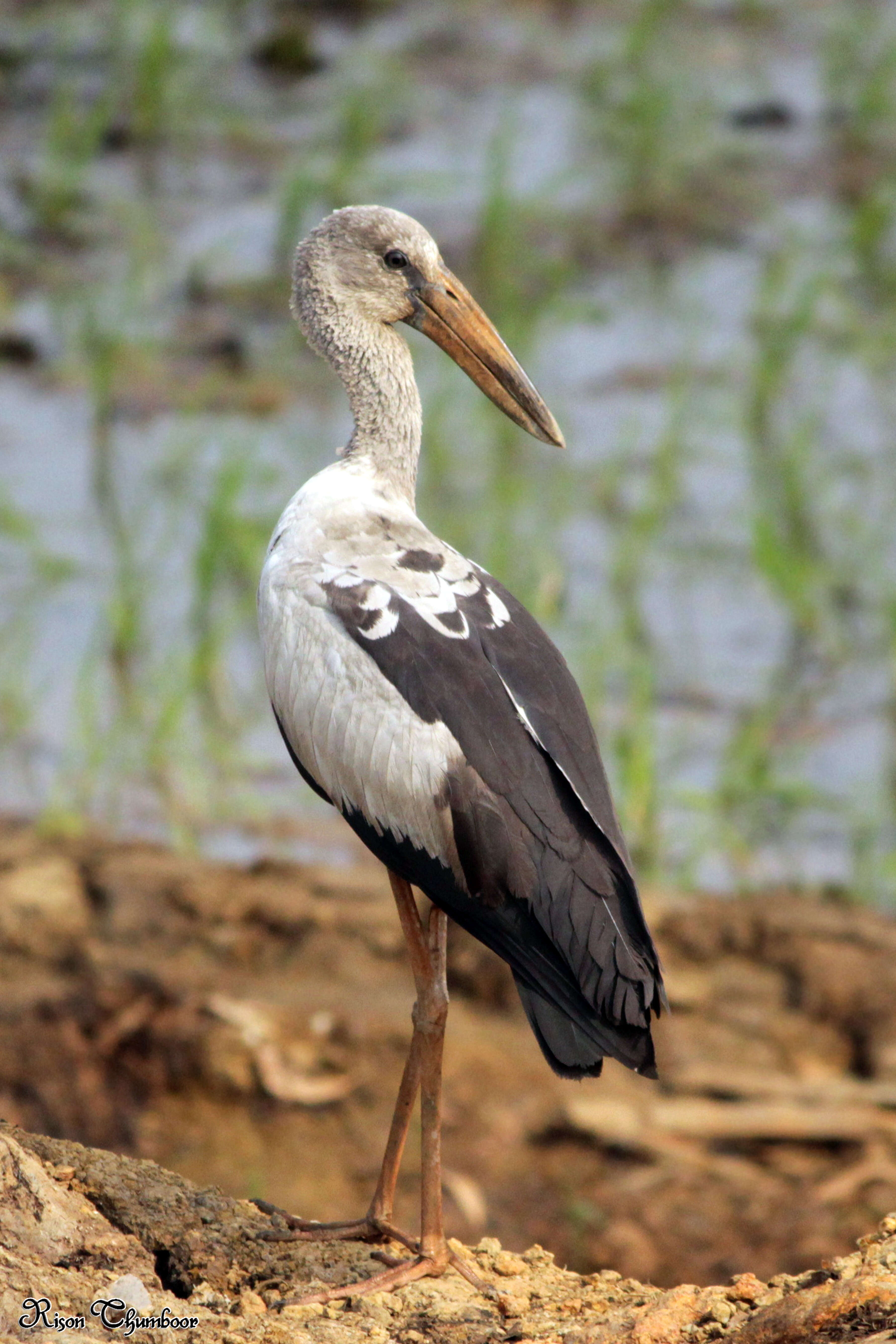 Image of Openbill stork