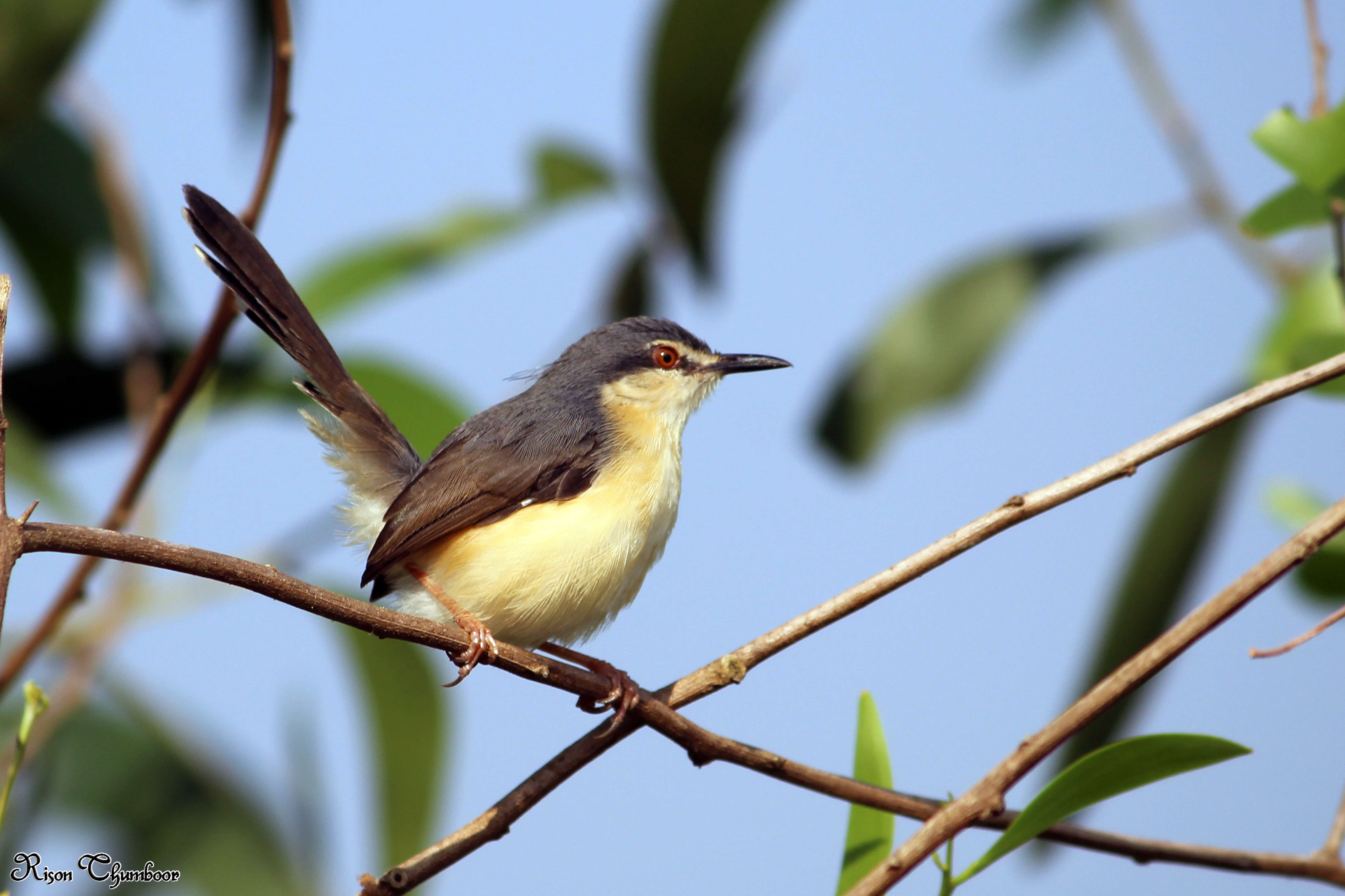 Image of Ashy Prinia