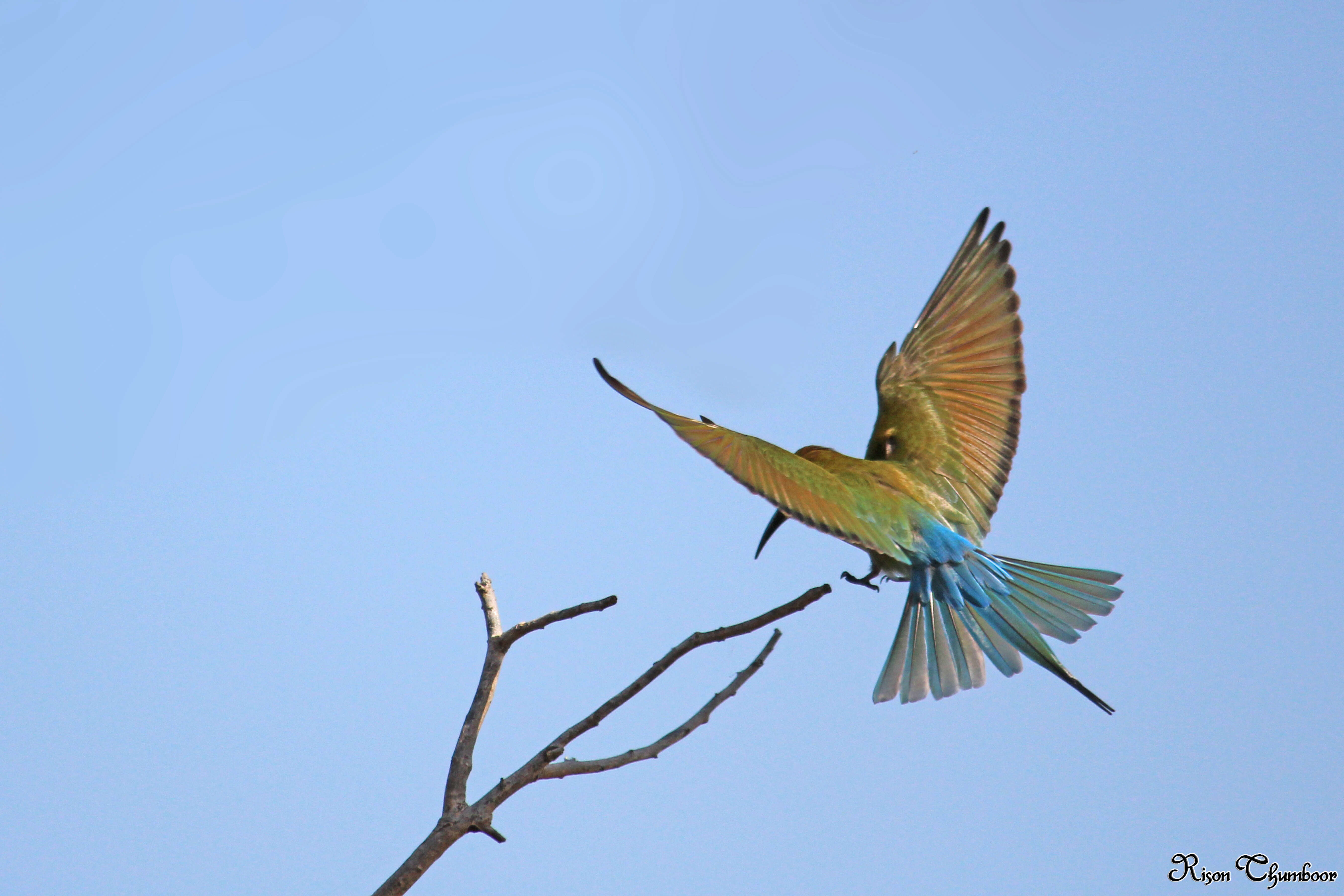 Image of Blue-tailed Bee-eater