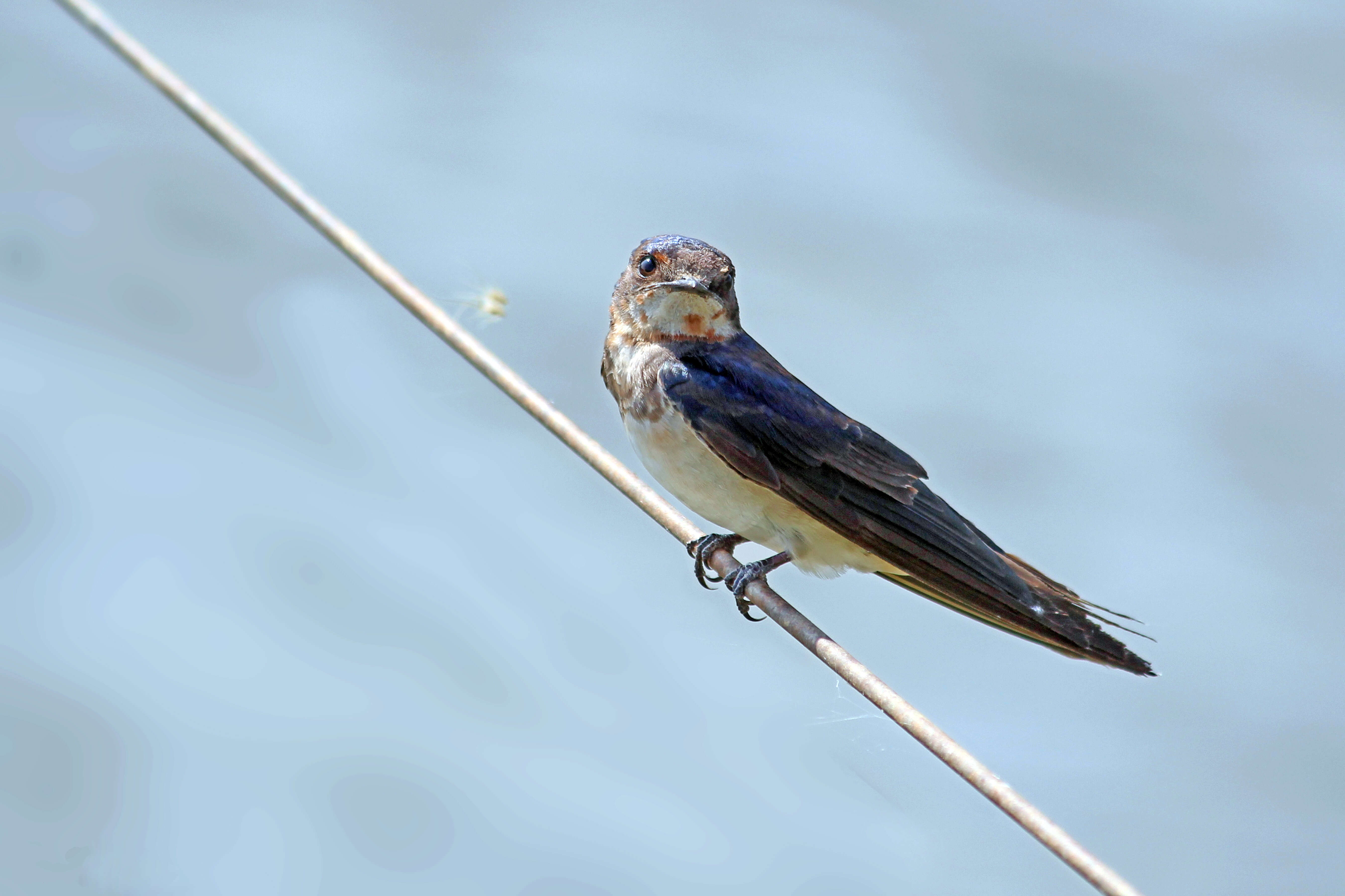 Image of Hirundo Linnaeus 1758