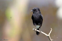 Image of Pied Bush Chat