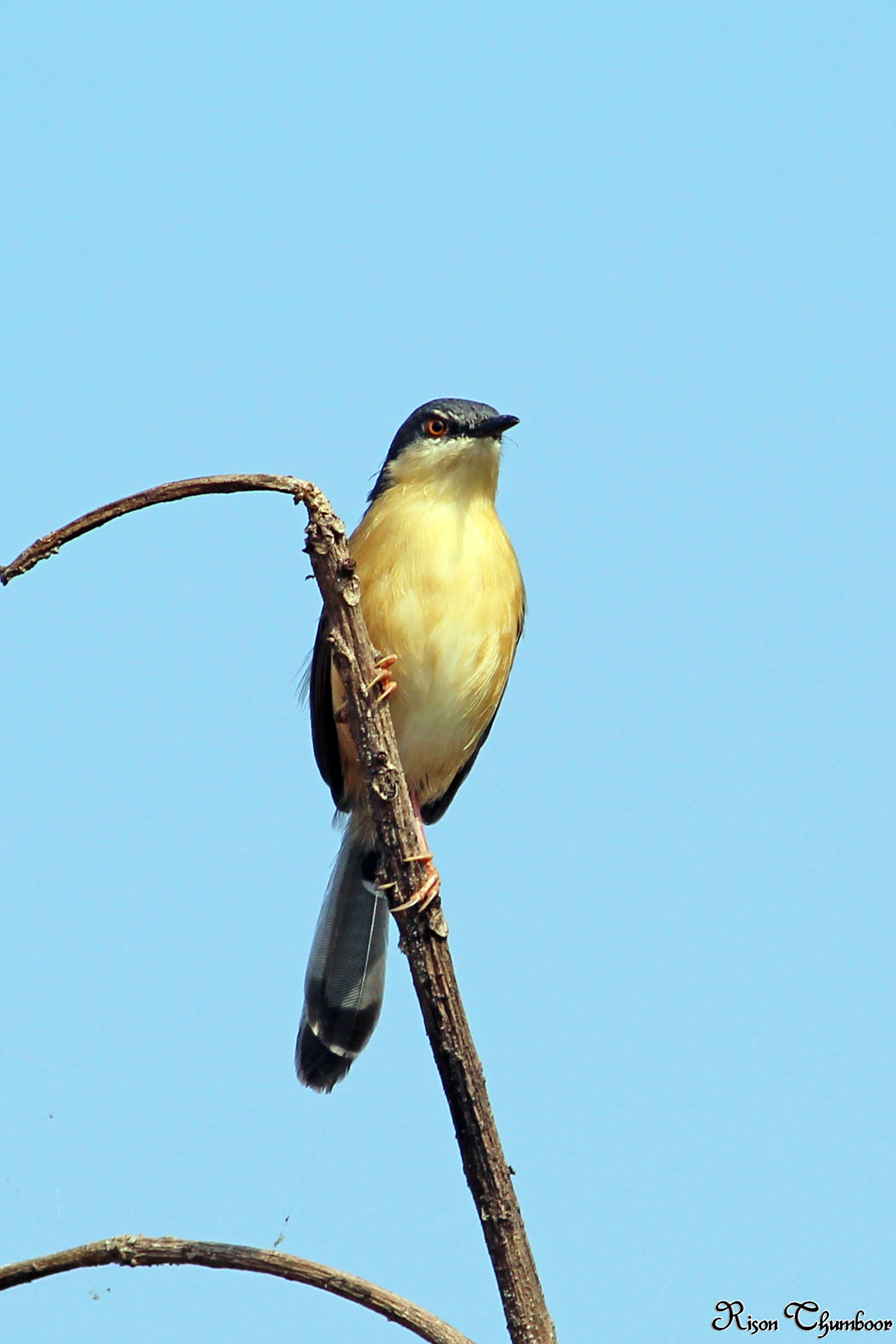 Image of Ashy Prinia