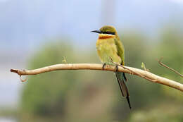 Image of Blue-tailed Bee-eater