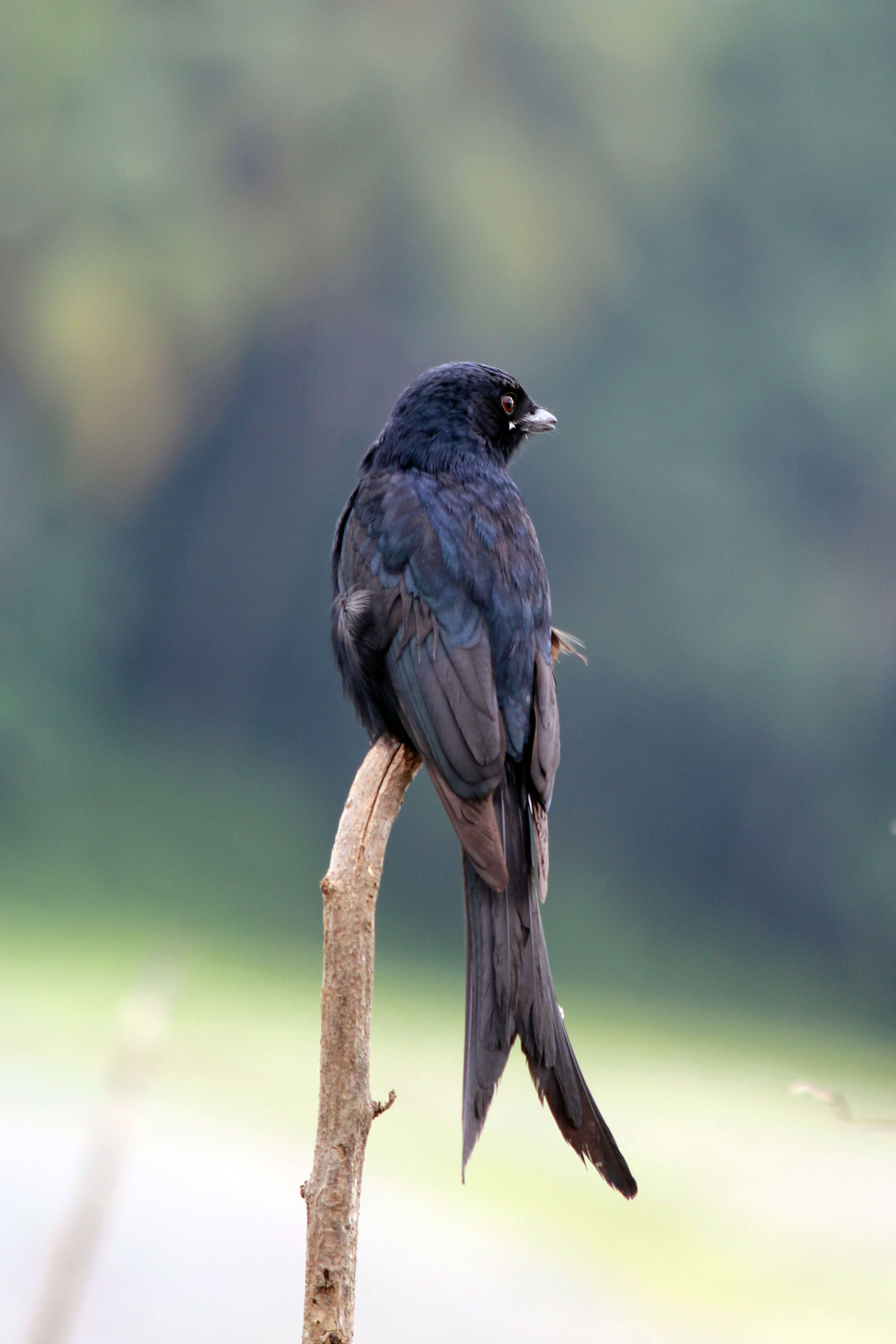 Image of Black Drongo