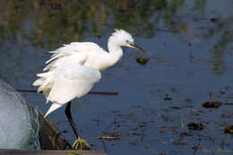 Image of Little Egret