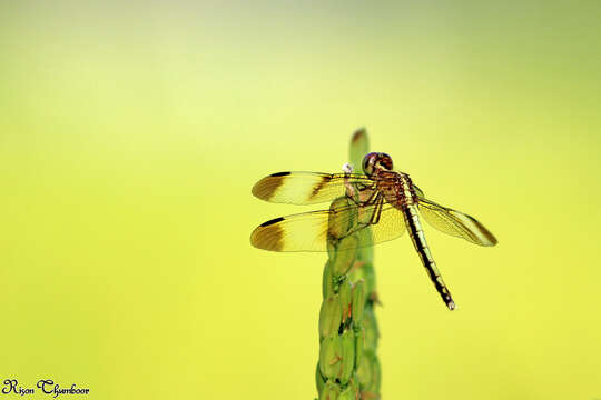 Image of Pied Paddy Skimmer