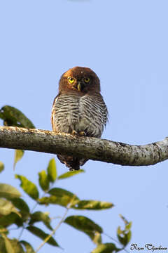 Image of Jungle Owlet