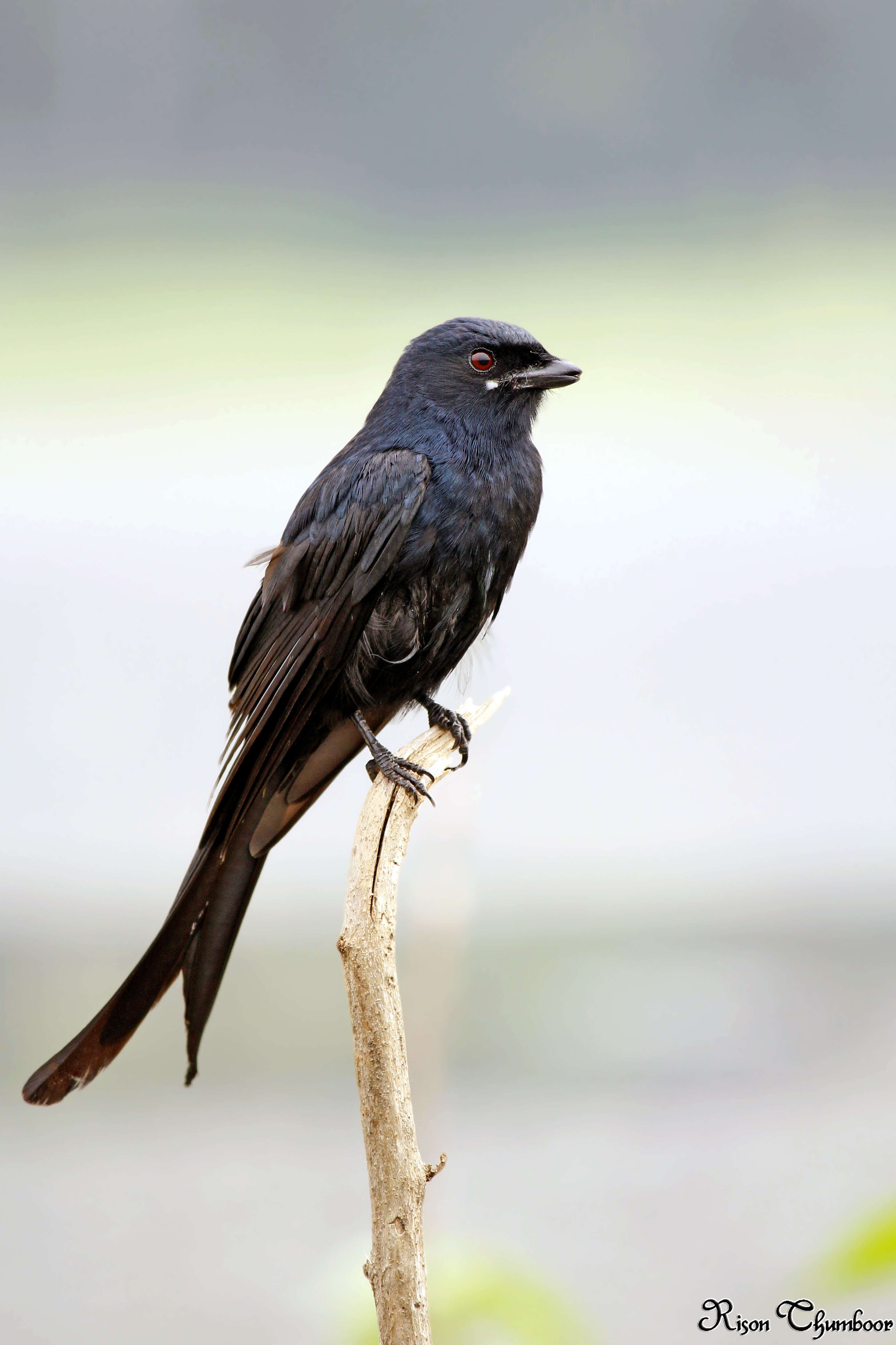 Image of Black Drongo