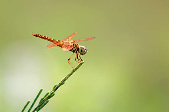 صورة Brachythemis contaminata (Fabricius 1793)