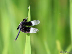 Image of Pied Paddy Skimmer