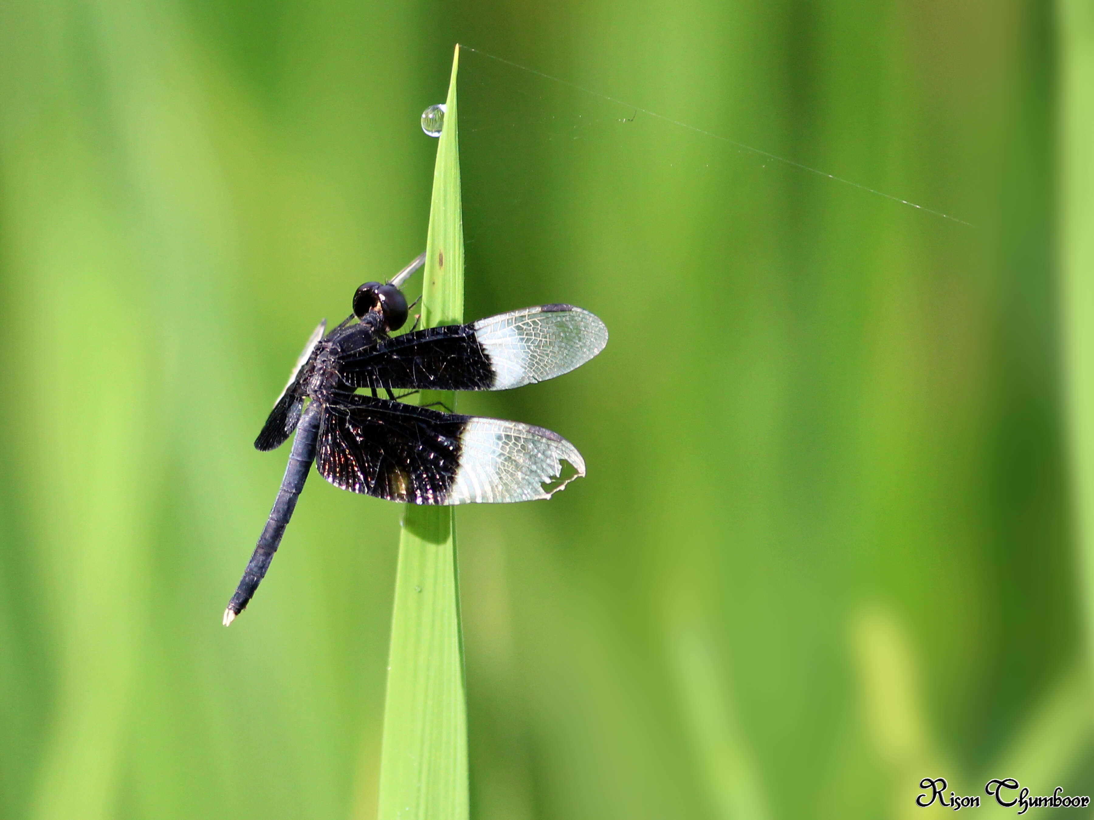 Image of Pied Paddy Skimmer