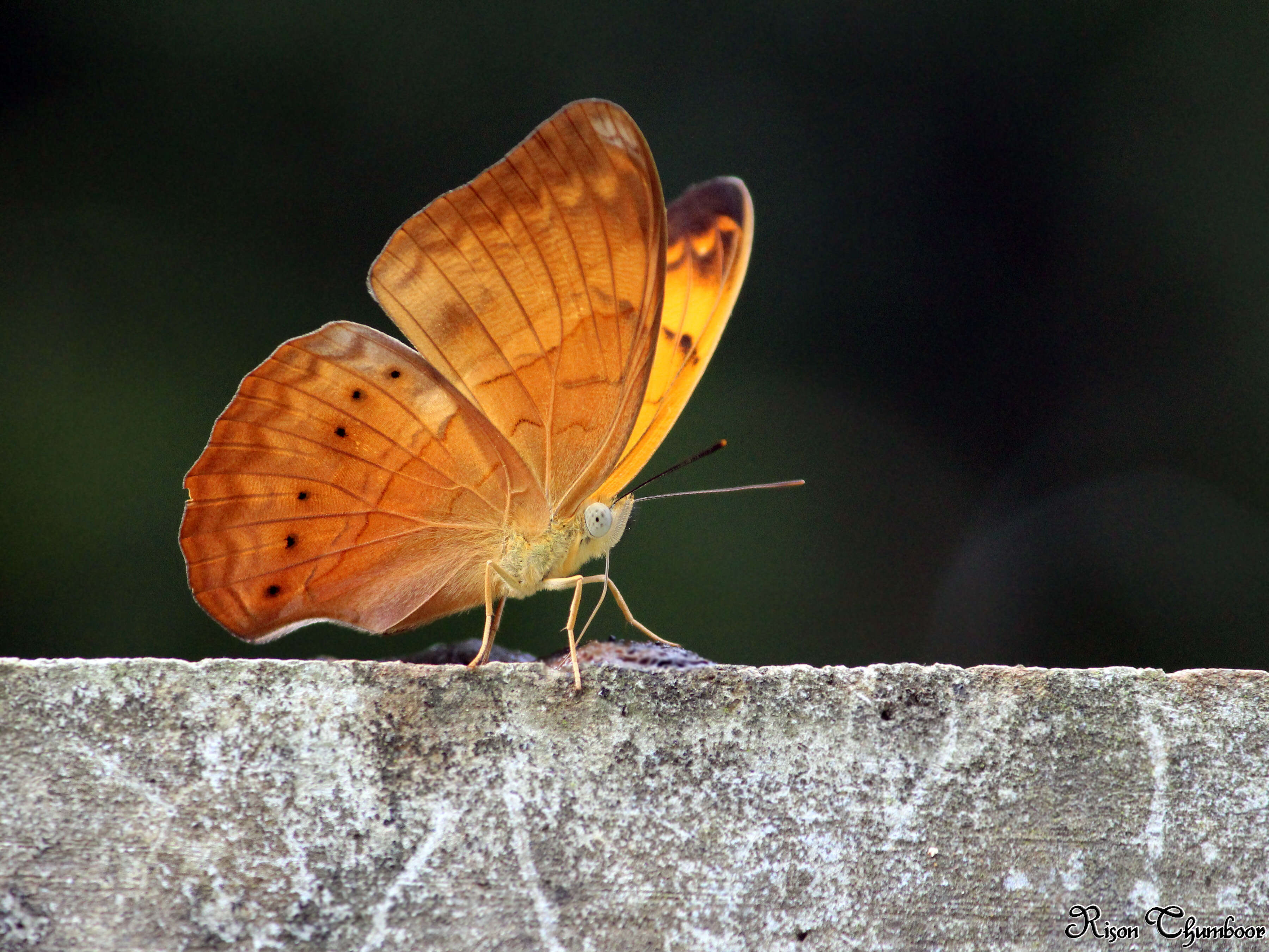 Image of Cirrochroa thais Fabricius 1787