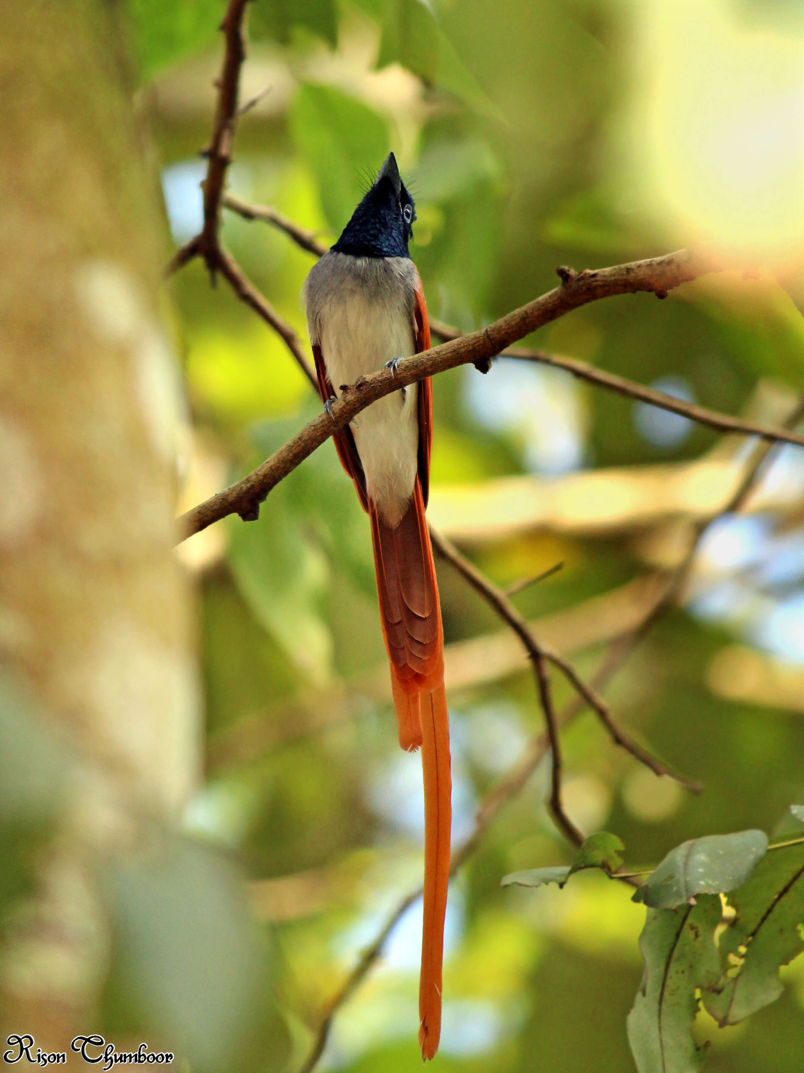 Image of Asian Paradise-Flycatcher