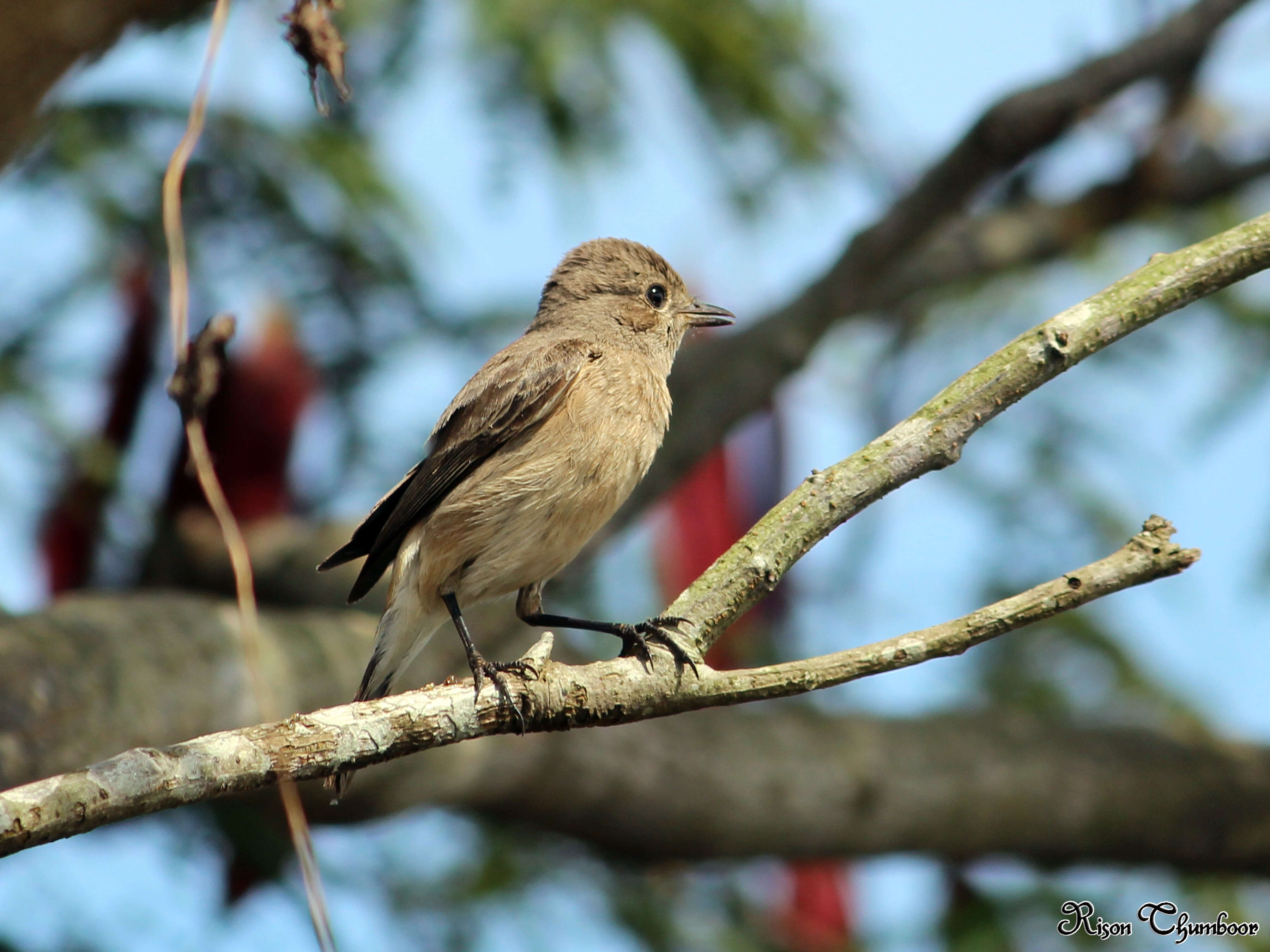 Image of Pied Bush Chat