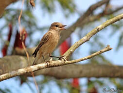 Image of Pied Bush Chat