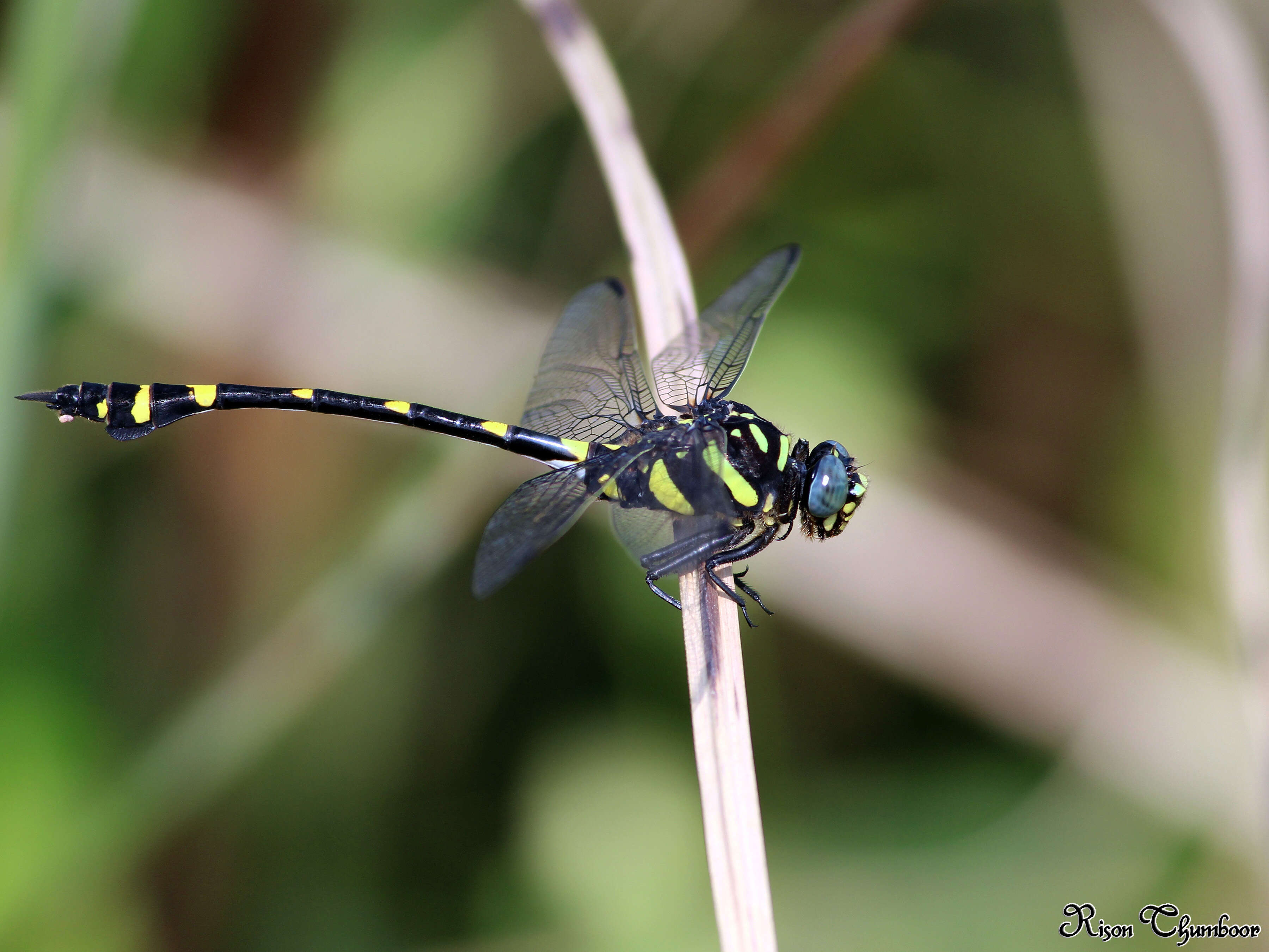 صورة Ictinogomphus rapax (Rambur 1842)