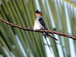 Image of Crested Treeswift