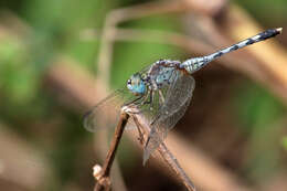 Image of Diplacodes trivialis (Rambur 1842)