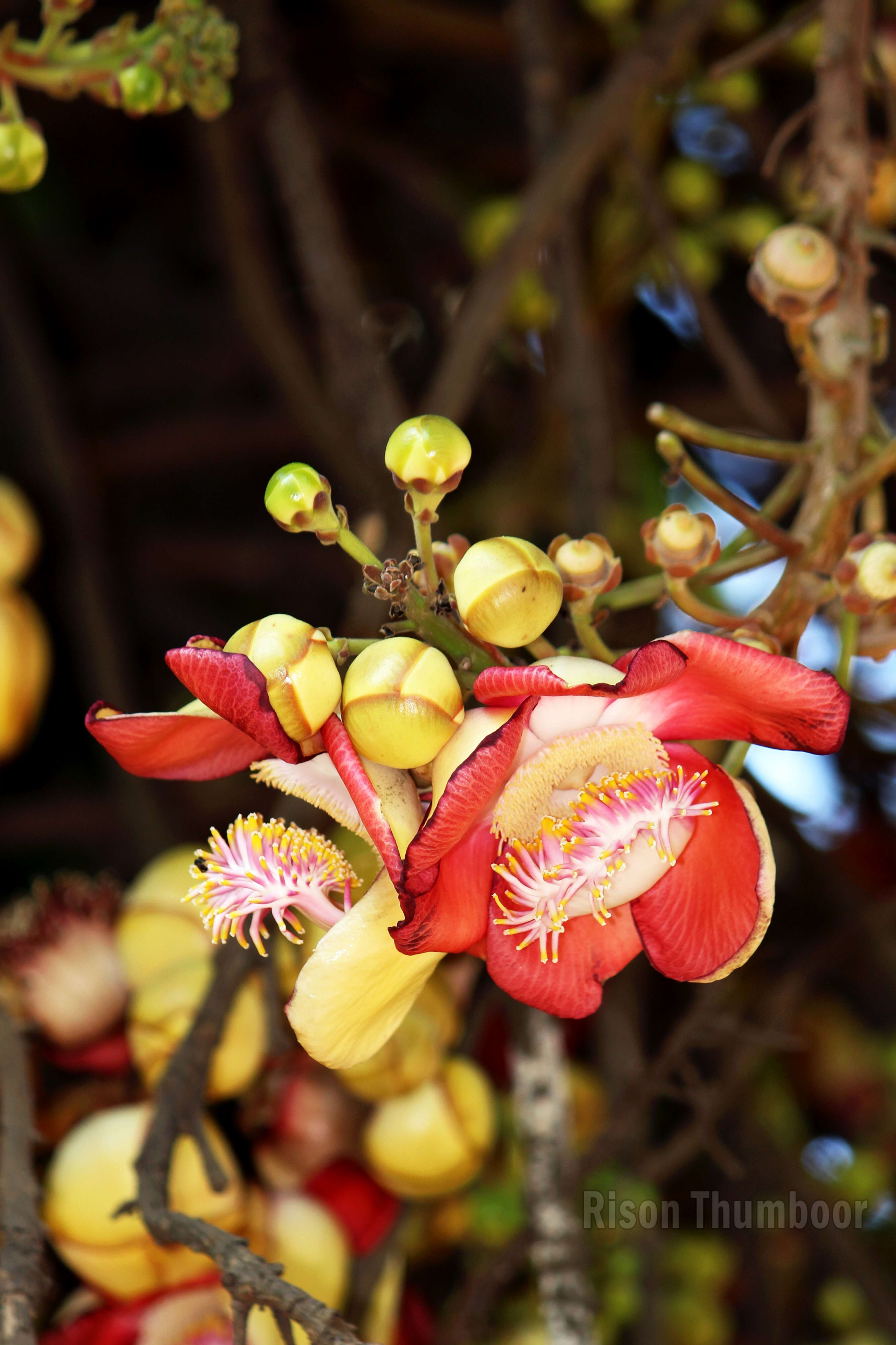 Image of Cannonball Tree