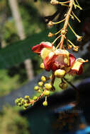 Image of Cannonball Tree