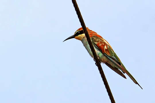 Image of bee-eater, european bee-eater