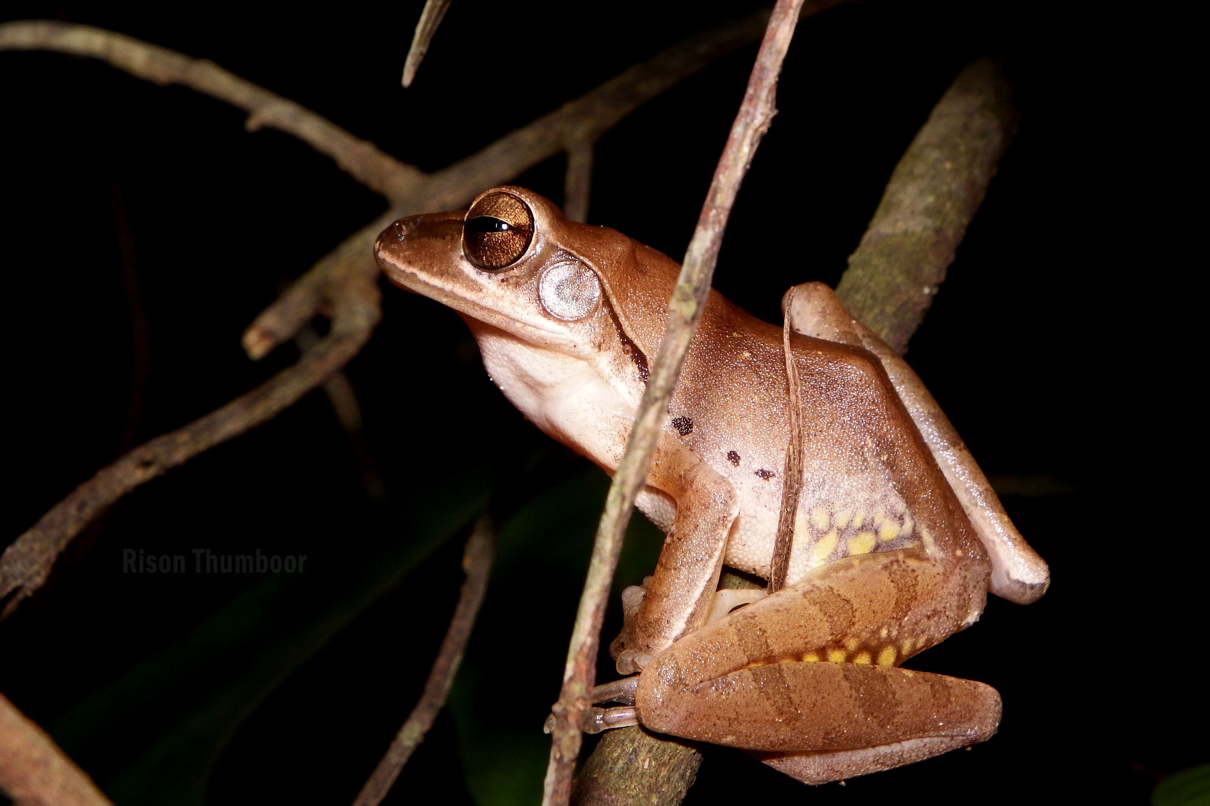 Image of Himalayan Tree Frog