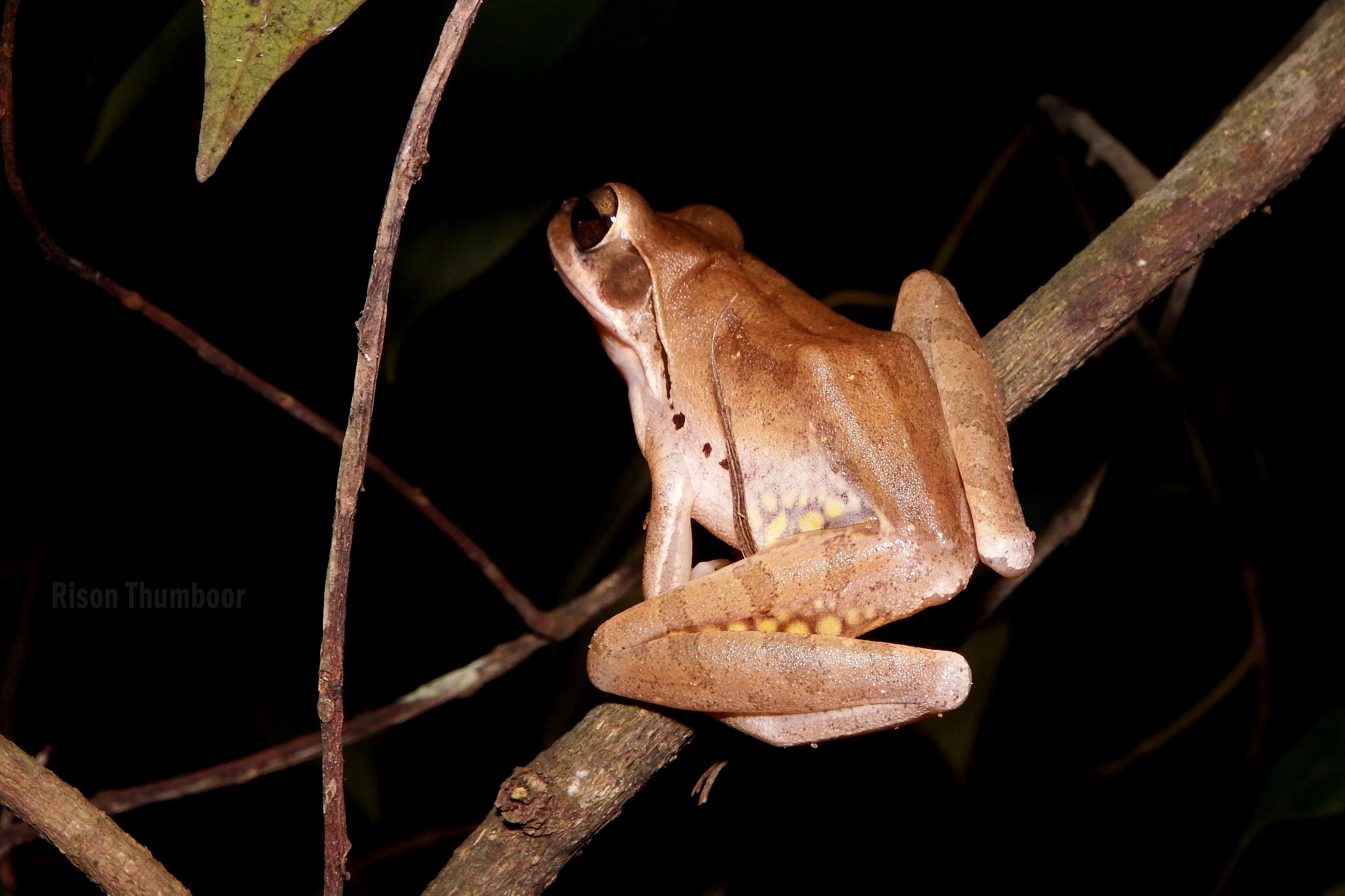 Image of Himalayan Tree Frog