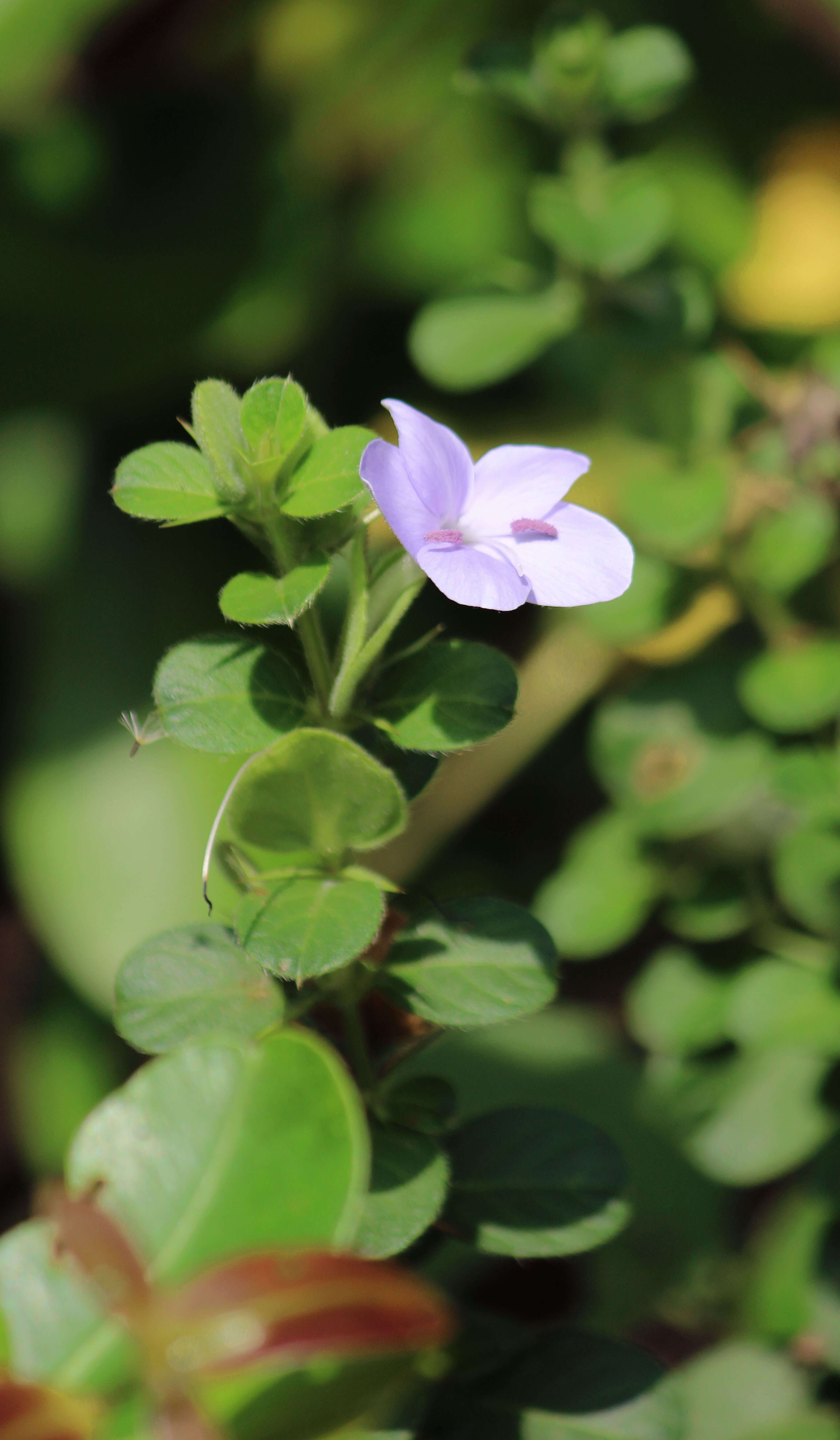 Imagem de Barleria mysorensis Heyne