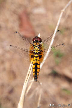 Image of Aethriamanta brevipennis (Rambur 1842)