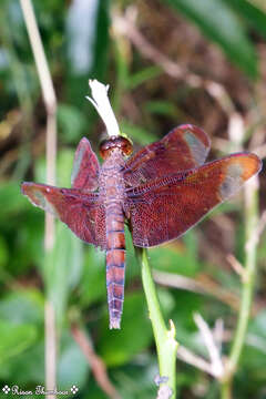 Image of Black Stream Glider