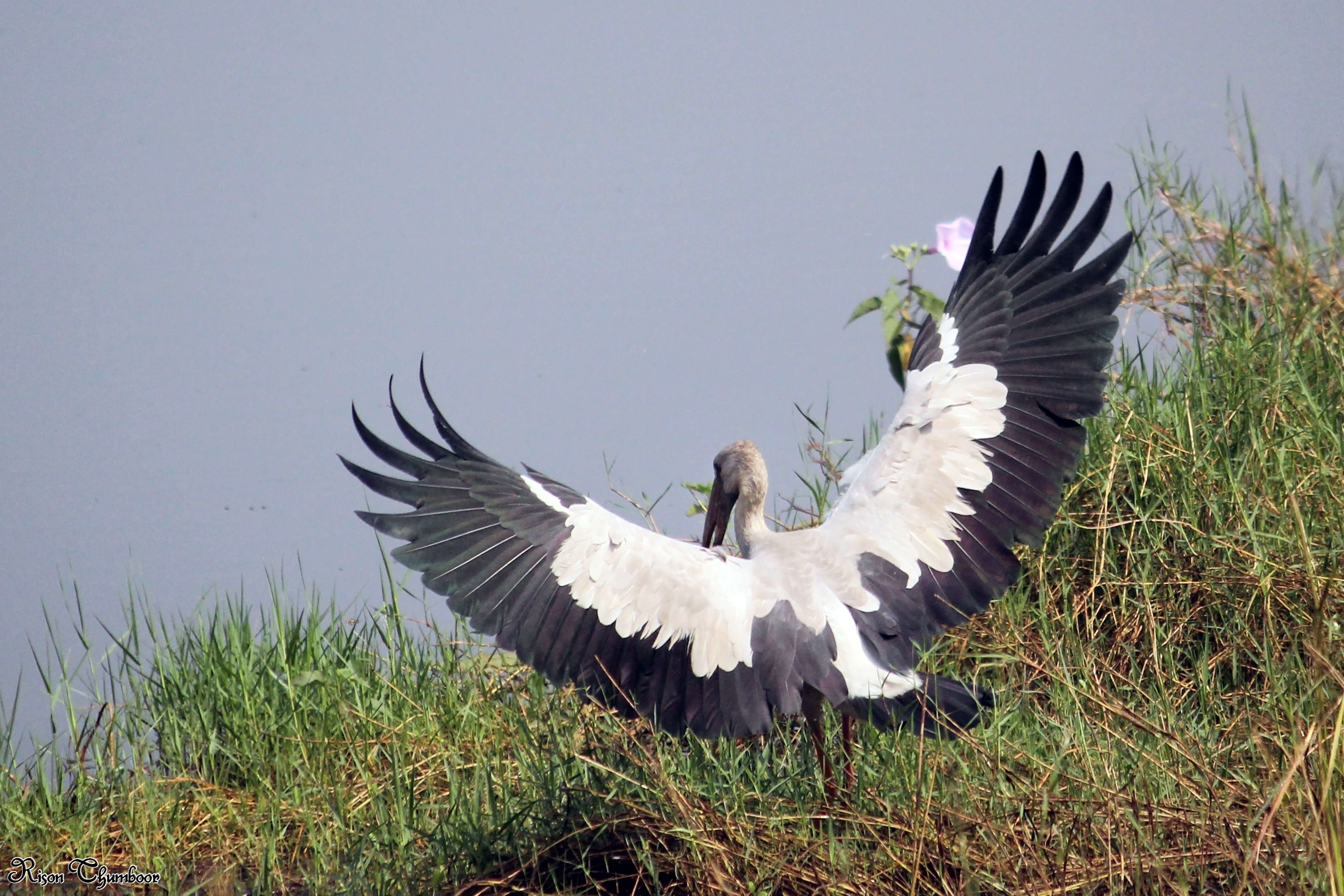 Image of Openbill stork