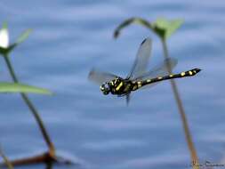 صورة Ictinogomphus rapax (Rambur 1842)