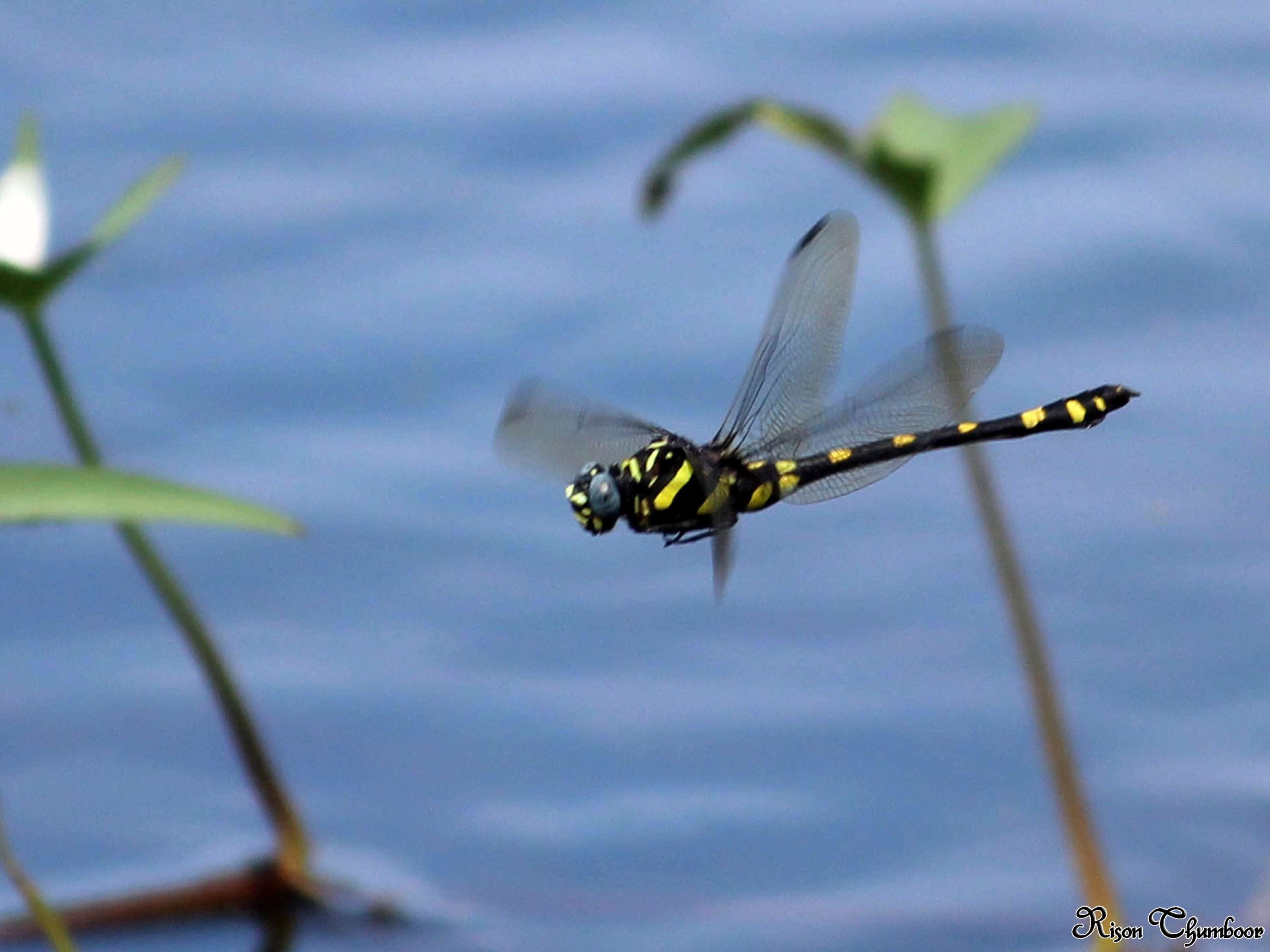 صورة Ictinogomphus rapax (Rambur 1842)