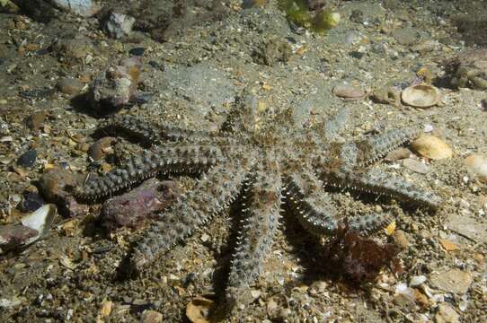 Image of Eleven-armed seastar