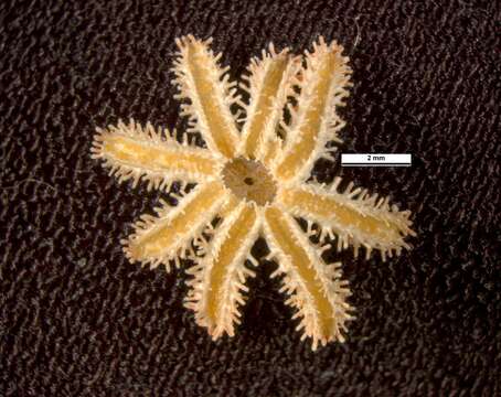 Image de Coscinasterias muricata Verrill 1867