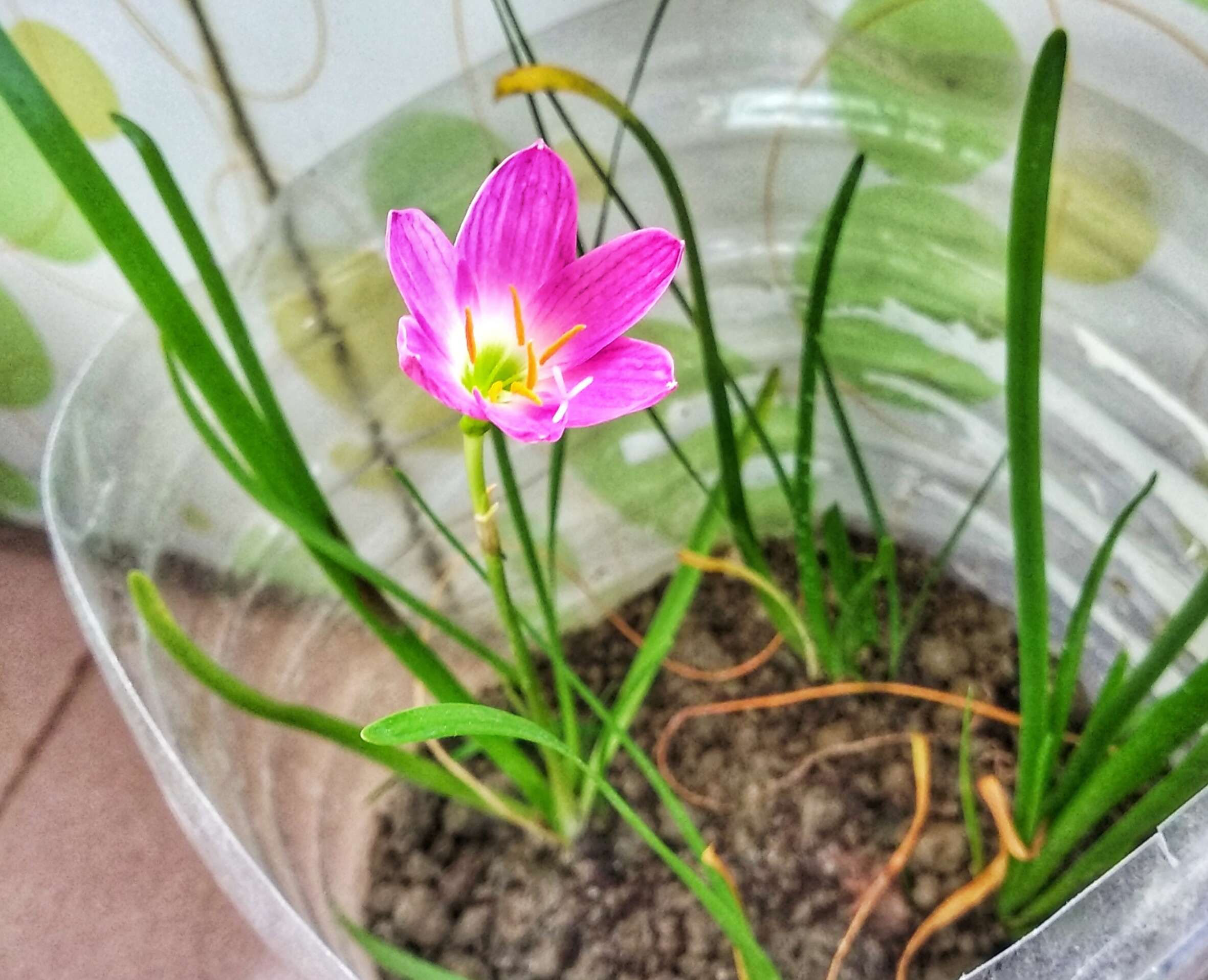 Zephyranthes rosea Lindl. resmi