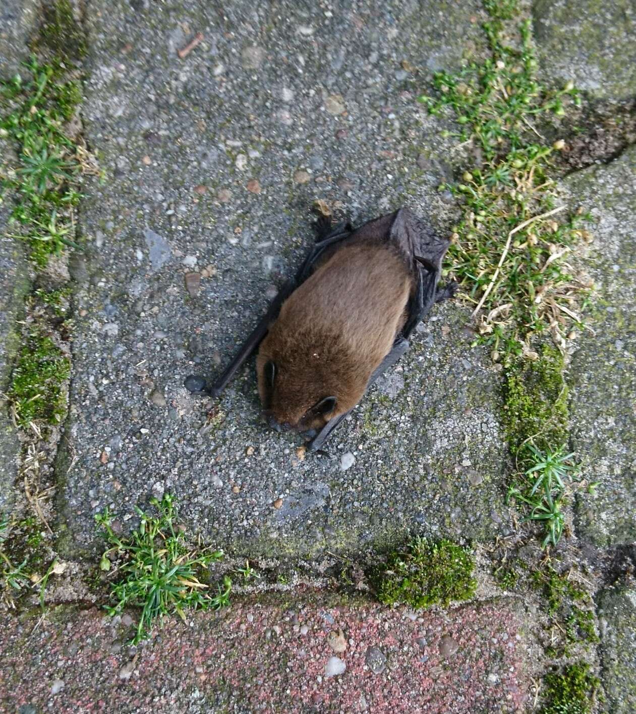 Image of pipistrelle, common pipistrelle