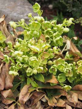 Image of Corsican hellebore