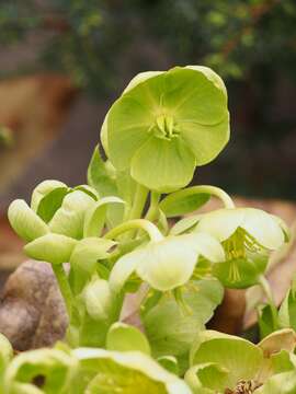 Image of Corsican hellebore