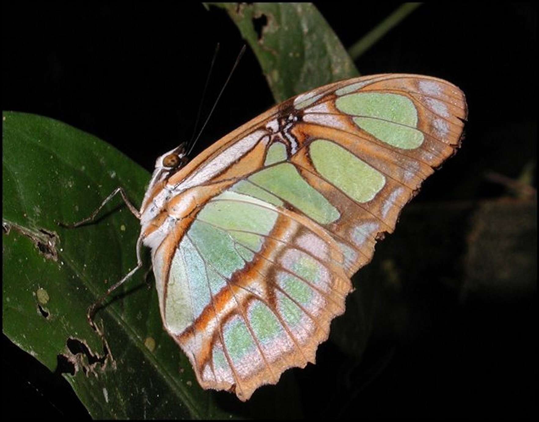 Image de Siproeta stelenes