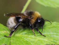 Image of Ashton's Cuckoo Bumblebee