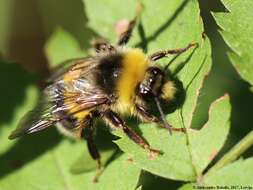 Image of Bombus jonellus (Kirby 1802)