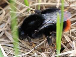 Image of Red tailed bumblebee