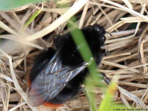 Image of Red tailed bumblebee