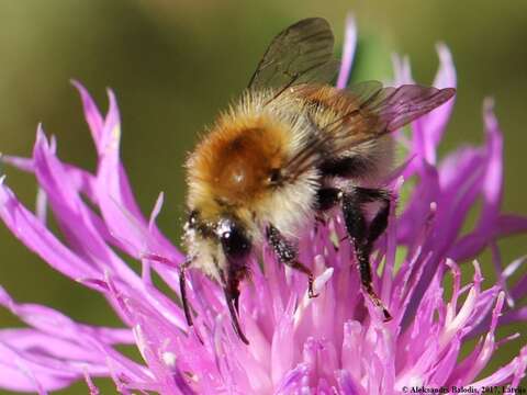 Image of Bombus muscorum (Linnaeus 1758)