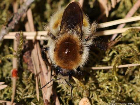 Image of Bombus muscorum (Linnaeus 1758)