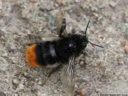 Image of Bombus rupestris (Fabricius 1793)